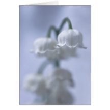 Bloem Lily van de vallei