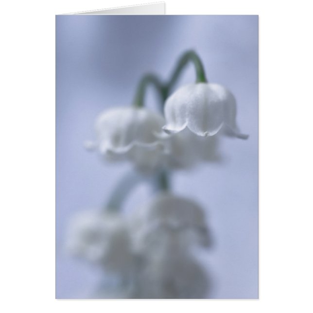 Bloem Lily van de vallei (Voorkant)