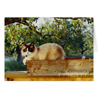 bloem met bentley, glorydayfotografie