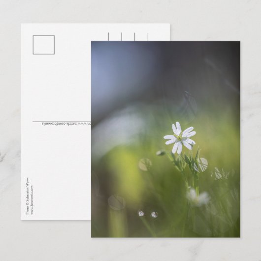 Bloem Natuur Foto Briefkaart (Voorkant / Achterkant)