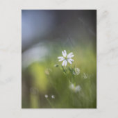 Bloem Natuur Foto Briefkaart (Voorkant)