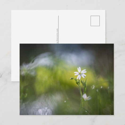 Bloem Natuur Foto Briefkaart (Voorkant / Achterkant)
