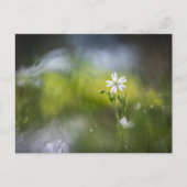 Bloem Natuur Foto Briefkaart (Voorkant)