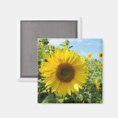 bloem, natuur, zonnebloem, zomer, bloesem, plant; magneet (Voorkant / Achterkant)