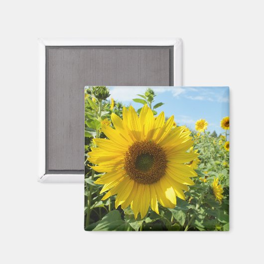 bloem, natuur, zonnebloem, zomer, bloesem, plant; magneet (Voorkant / Achterkant)