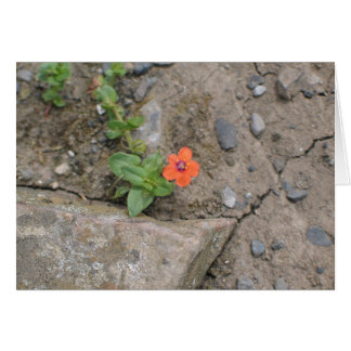 Bloem, Newgrange, Noord-Ierland