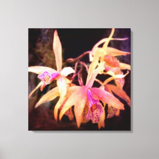 Bloem - Orchidee - Laelia - Middernacht Passie Canvas Afdruk (Voorkant)