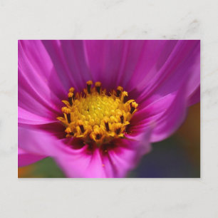 Bloem Paars Briefkaart