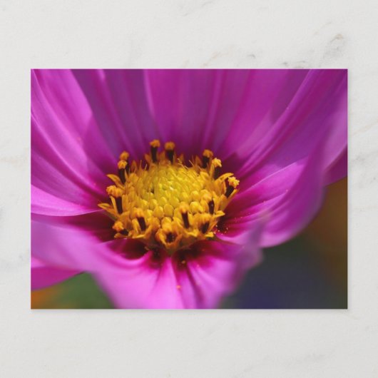 Bloem Paars Briefkaart (Voorkant)