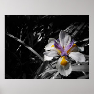 Bloem - Paars geel wit Poster