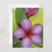 Bloem, Plumeria sp.), South Pacific, Niue Briefkaart (Voorkant / Achterkant)