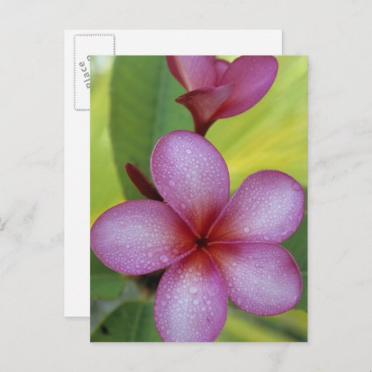Bloem, Plumeria sp.), South Pacific, Niue Briefkaart (Voorkant / Achterkant)