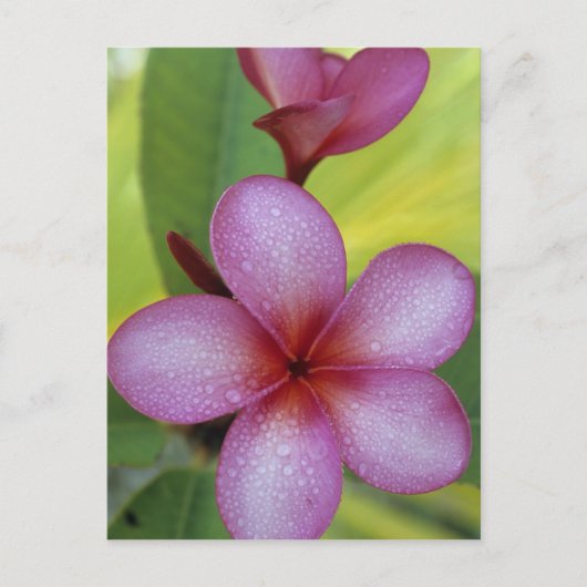 Bloem, Plumeria sp.), South Pacific, Niue Briefkaart (Voorkant)