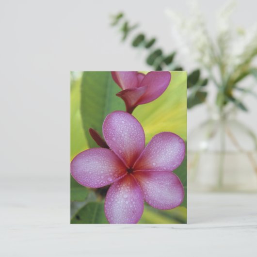 Bloem, Plumeria sp.), South Pacific, Niue Briefkaart (Staand voorkant)
