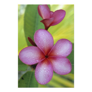 Bloem, Plumeria sp.), South Pacific, Niue Foto Afdruk
