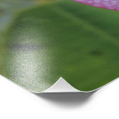 Bloem, Plumeria sp.), South Pacific, Niue Foto Afdruk (Hoek)