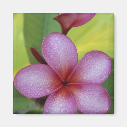Bloem, Plumeria sp.), South Pacific, Niue Magneet (Voorkant)