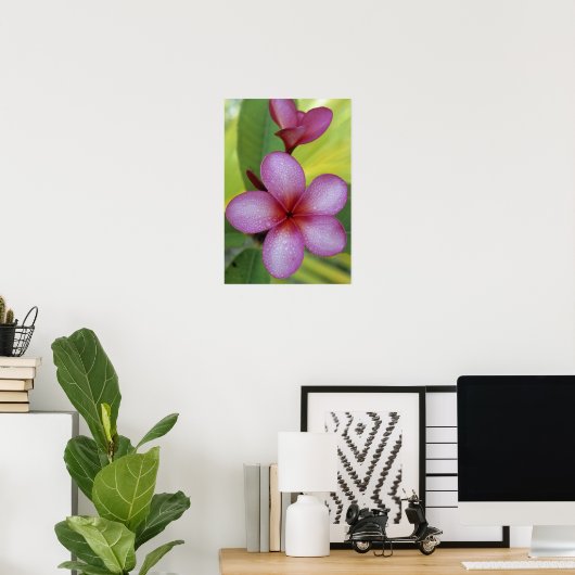 Bloem, Plumeria sp.), South Pacific, Niue Poster (Thuiskantoor)