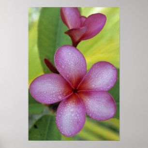 Bloem, Plumeria sp.), South Pacific, Niue Poster