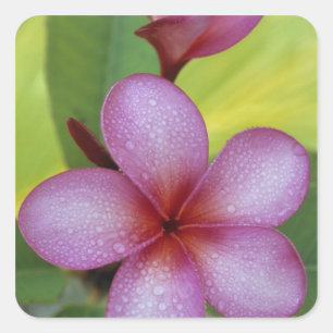 Bloem, Plumeria sp.), South Pacific, Niue Vierkante Sticker