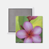 Bloem, Plumeria sp.), Zuid-Pacific, Niue Magneet (Voorkant / Achterkant)