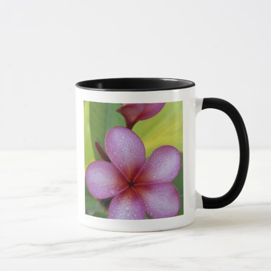 Bloem, Plumeria sp.), Zuid-Pacific, Niue Mok (Rechts)