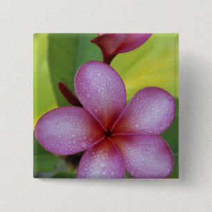 Bloem, Plumeria sp.), Zuid-Pacific, Niue Vierkante Button 5,1 Cm