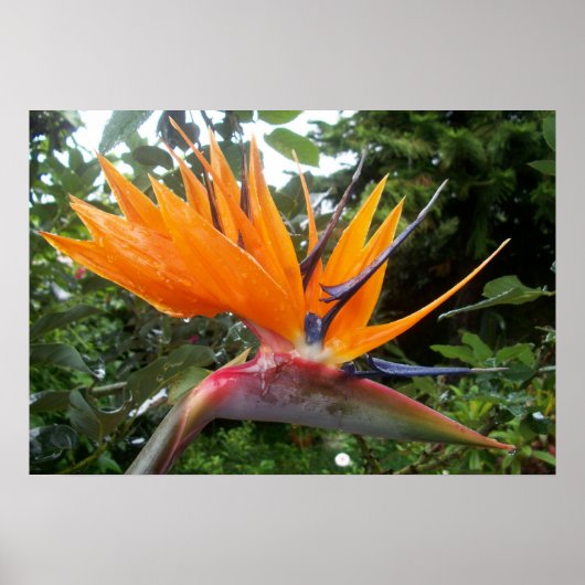 Bloem poster (Voorkant)