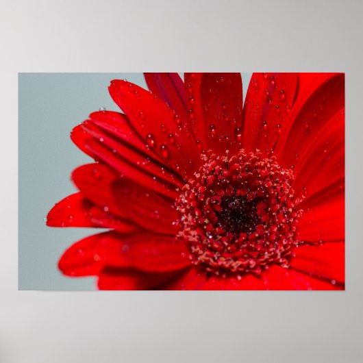 bloem poster (Voorkant)