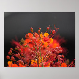 Bloem Poster