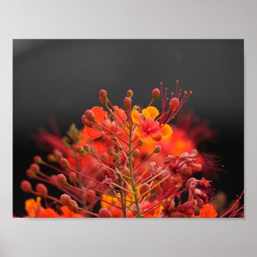 Bloem Poster (Voorkant)