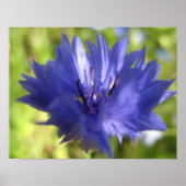 Bloem poster (Voorkant)