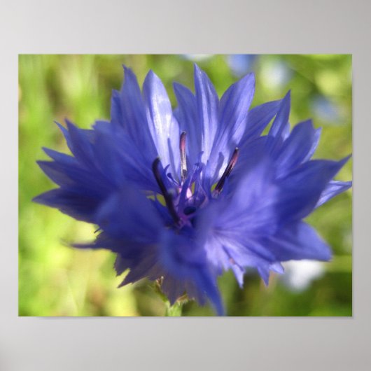 Bloem poster (Voorkant)