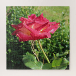 bloem, rood, bloemblad, roos, natuur, bloesem, blo legpuzzel