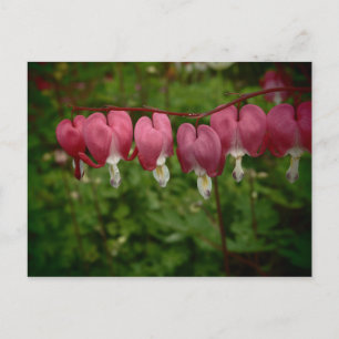Bloem Roze Bloedende Harten Ansichtkaart Briefkaart