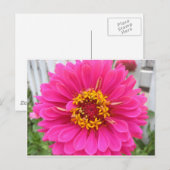 bloem, roze zink briefkaart (Voorkant / Achterkant)