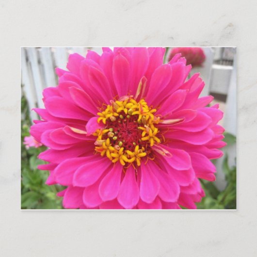 bloem, roze zink briefkaart (Voorkant)