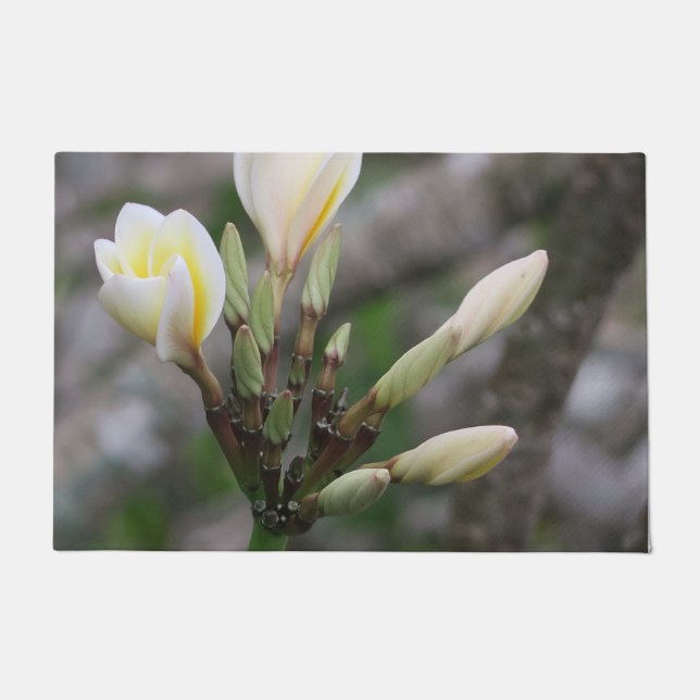 bloem, tuin, zomer, natuur, bougainvillea, deurmat (Voorkant)