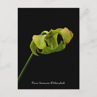 Bloem uit het Briefkaart van het Pitcher-Plant (Ca