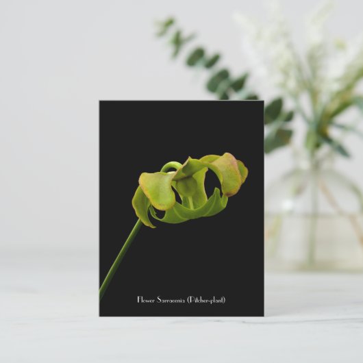 Bloem uit het Briefkaart van het Pitcher-Plant (Ca (Staand voorkant)