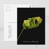 Bloem uit het Briefkaart van het Pitcher-Plant (Ca (Voorkant / Achterkant)