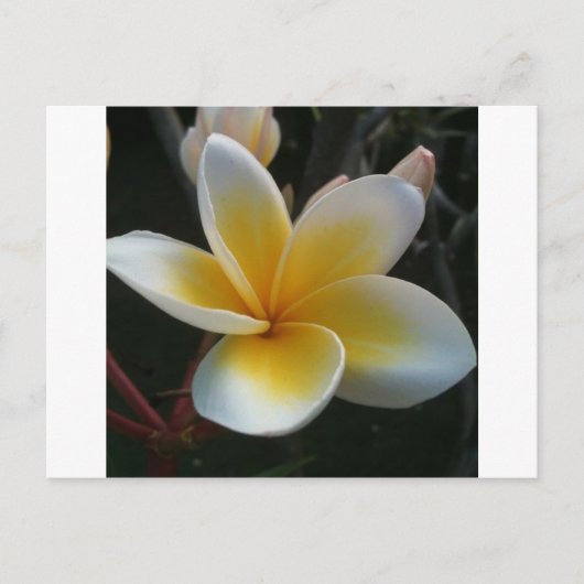 bloem uit thailand briefkaart (Voorkant)