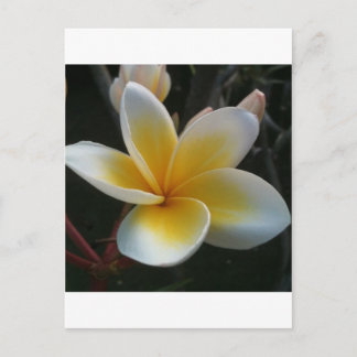 bloem uit thailand briefkaart