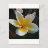 bloem uit thailand briefkaart (Voorkant)