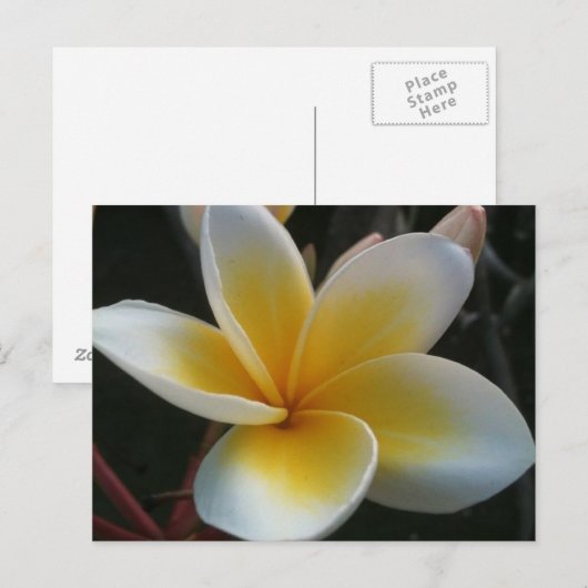 bloem uit thailand briefkaart (Voorkant / Achterkant)