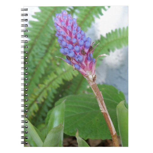 Bloem van blauwe kegel Bromeliad Notitieboek (Voorkant)