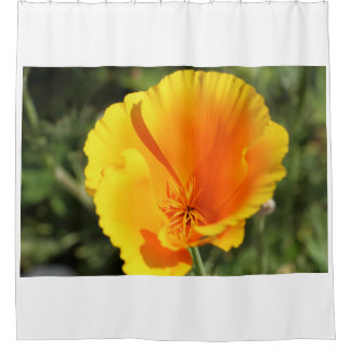 Bloem van Californische papaver in een tuin Douchegordijn