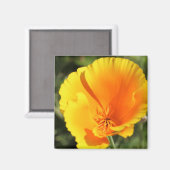 Bloem van Californische papaver Magneet (Voorkant / Achterkant)