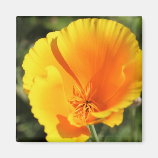 Bloem van Californische papaver Magneet (Voorkant)