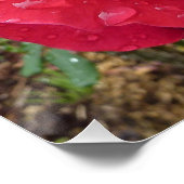 Bloem van dauwdruppels nam de Douche van het Lot Poster (Hoek)